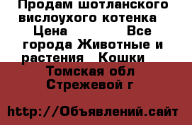 Продам шотланского вислоухого котенка › Цена ­ 10 000 - Все города Животные и растения » Кошки   . Томская обл.,Стрежевой г.